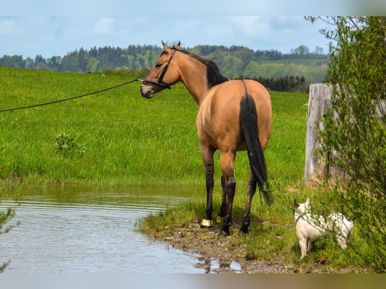 Niemiecki koń wierzchowy Klacz 8 lat 157 cm in Puchheim