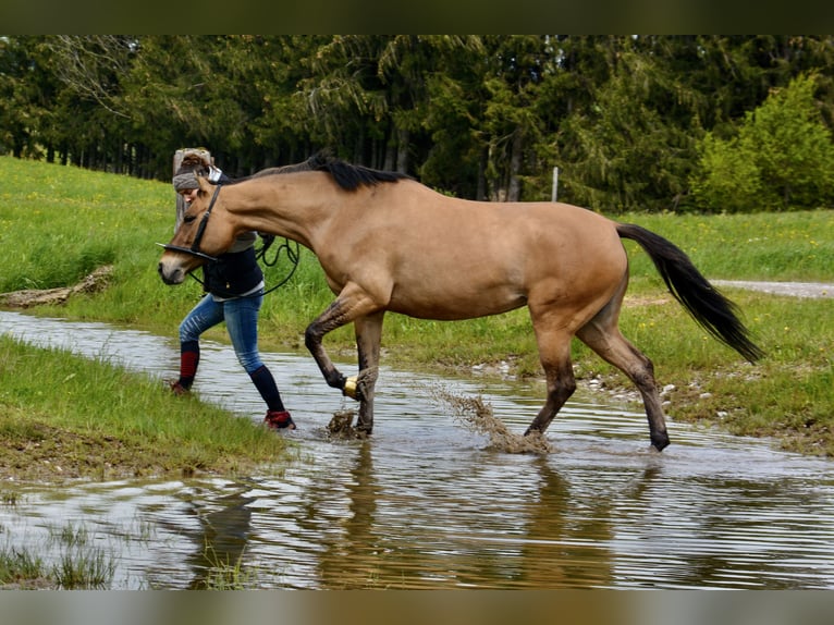 Niemiecki koń wierzchowy Klacz 8 lat 157 cm in Puchheim