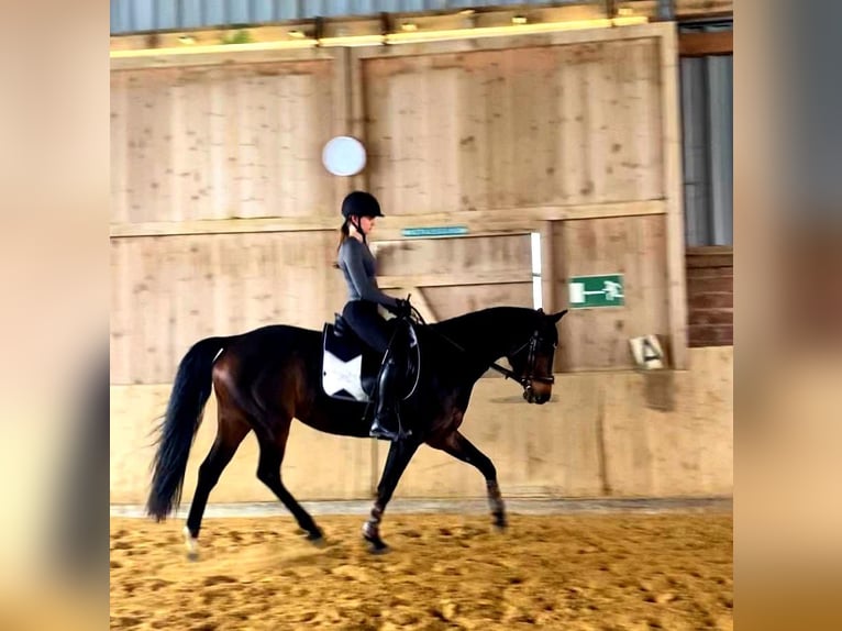 Niemiecki koń wierzchowy Klacz 8 lat 160 cm Gniada in Obernkirchen