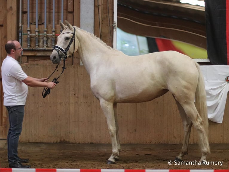 Niemiecki koń wierzchowy Klacz 8 lat 165 cm Izabelowata in Heistenbach