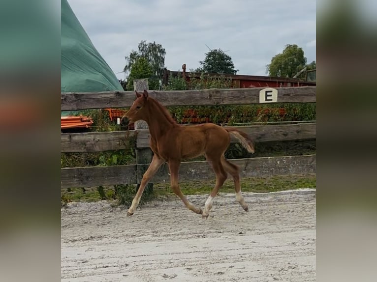 Niemiecki koń wierzchowy Klacz 8 lat 168 cm Gniada in Tournai