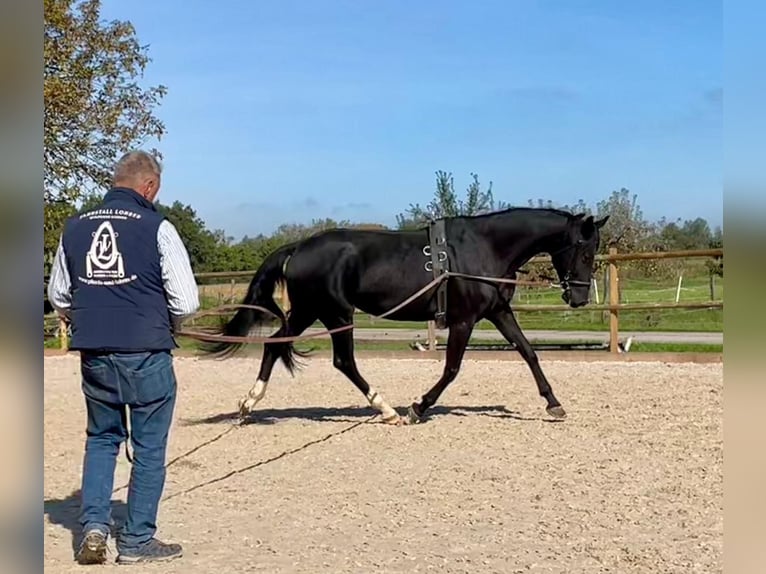 Niemiecki koń wierzchowy Klacz 8 lat 168 cm Kara in Meißenheim