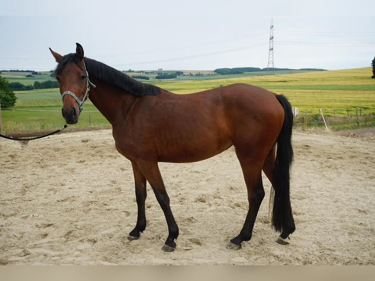 Niemiecki koń wierzchowy Klacz 9 lat 153 cm Gniada in Pillig