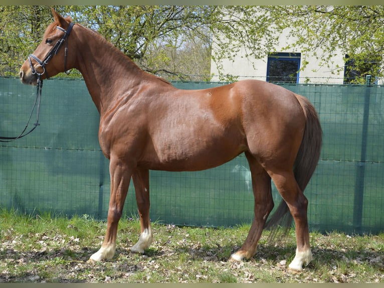 Niemiecki koń wierzchowy Klacz 9 lat 154 cm Kasztanowata in Buchhain