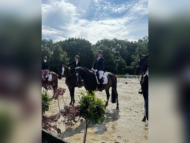 Niemiecki koń wierzchowy Klacz 9 lat 170 cm Ciemnogniada in Ahaus