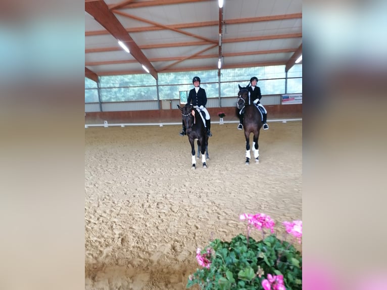 Niemiecki koń wierzchowy Klacz 9 lat 170 cm Ciemnogniada in Ahaus