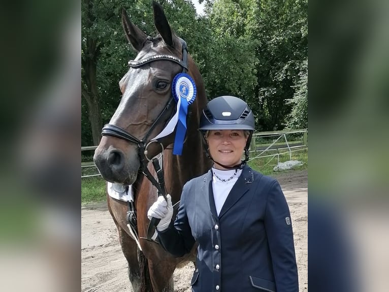 Niemiecki koń wierzchowy Klacz 9 lat 170 cm Ciemnogniada in Ahaus