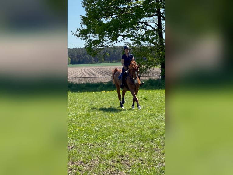 Niemiecki koń wierzchowy Klacz 9 lat 172 cm Kasztanowata in Lemgow