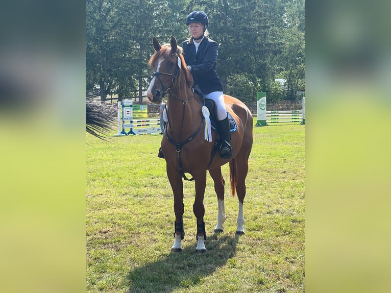 Niemiecki koń wierzchowy Klacz 9 lat 172 cm Kasztanowata in Lemgow
