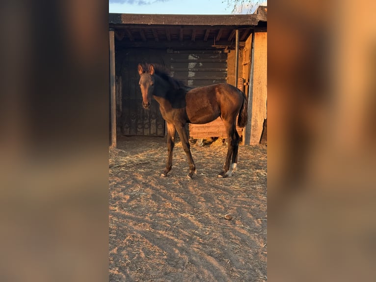 Niemiecki koń wierzchowy Mix Klacz Źrebak (06/2025) 165 cm Ciemnogniada in Uetze