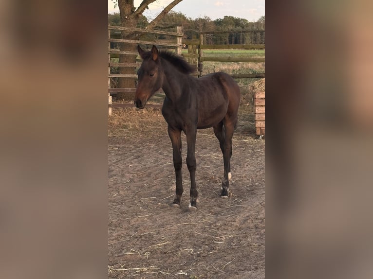 Niemiecki koń wierzchowy Mix Klacz Źrebak (06/2025) 165 cm Ciemnogniada in Uetze
