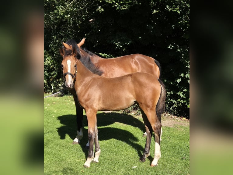 Niemiecki koń wierzchowy Klacz Źrebak (05/2025) 167 cm in Barnstorf