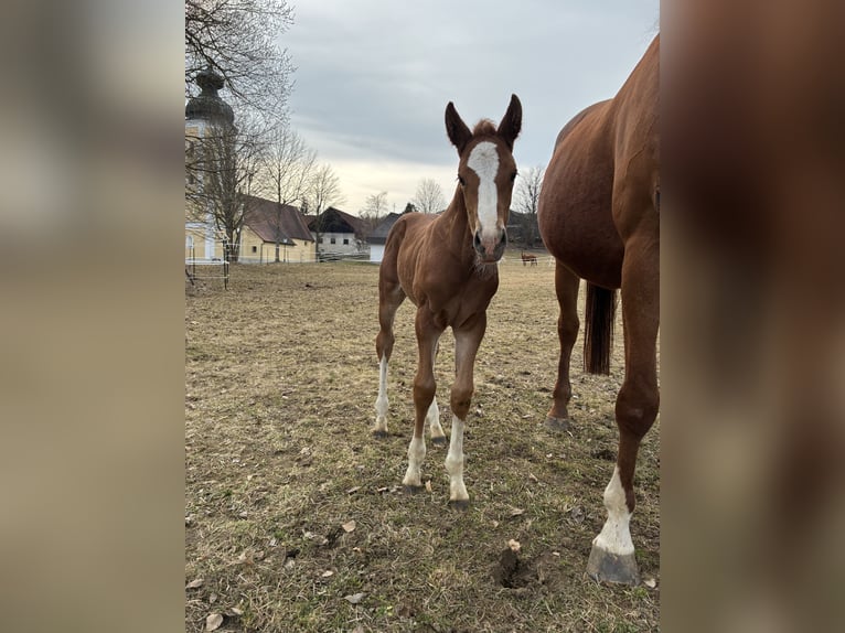 Niemiecki koń wierzchowy Klacz Źrebak (03/2026) 168 cm Kasztanowata in Sallingberg
