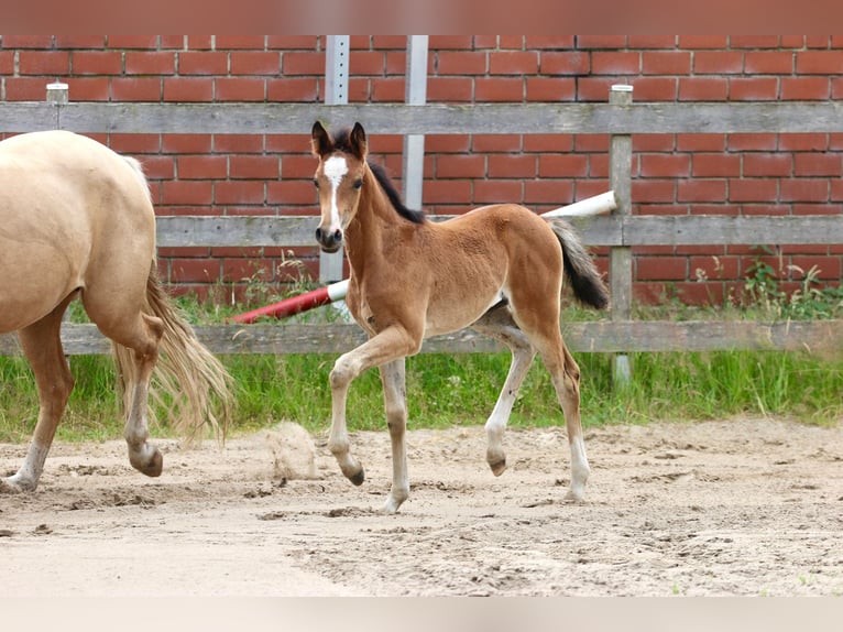 Niemiecki koń wierzchowy Klacz Źrebak (05/2026) Gniada in Wettringen