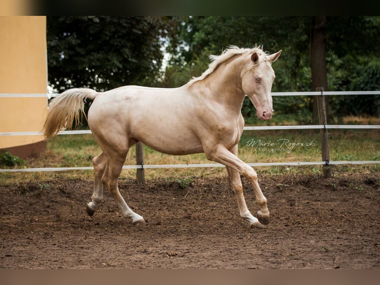 Niemiecki koń wierzchowy Ogier 11 lat 173 cm Cremello in Beaumont-Pied-de-Buf