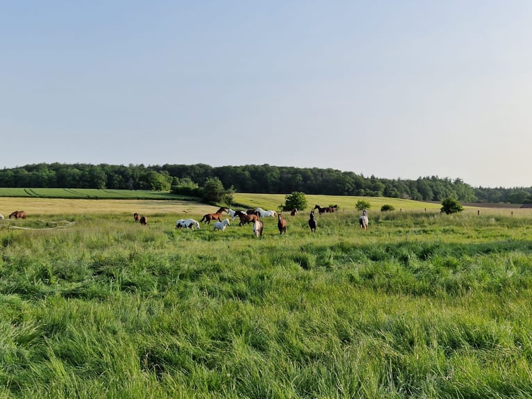 Niemiecki koń wierzchowy Mix Ogier 12 lat 153 cm Gniada in Niederstetten