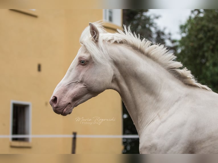Niemiecki koń wierzchowy Ogier 16 lat 160 cm Cremello in Beaumont-Pied-de-Buf