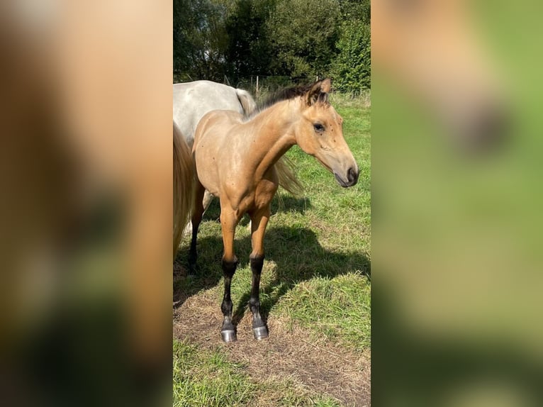 Niemiecki koń wierzchowy Ogier 1 Rok 167 cm Bułana in Mecklenburg-Vorpommern