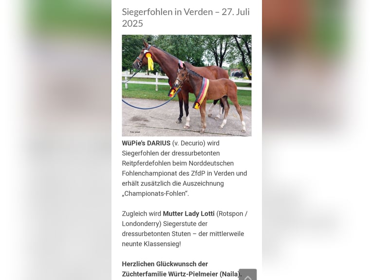 Niemiecki koń wierzchowy Ogier 1 Rok 170 cm Gniada in Naila