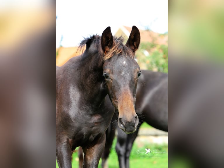 Niemiecki koń wierzchowy Ogier 1 Rok Ciemnogniada in Neuenkirchen-Vörden