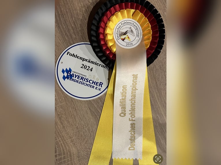 Niemiecki koń wierzchowy Ogier 1 Rok Ciemnokasztanowata in Weil