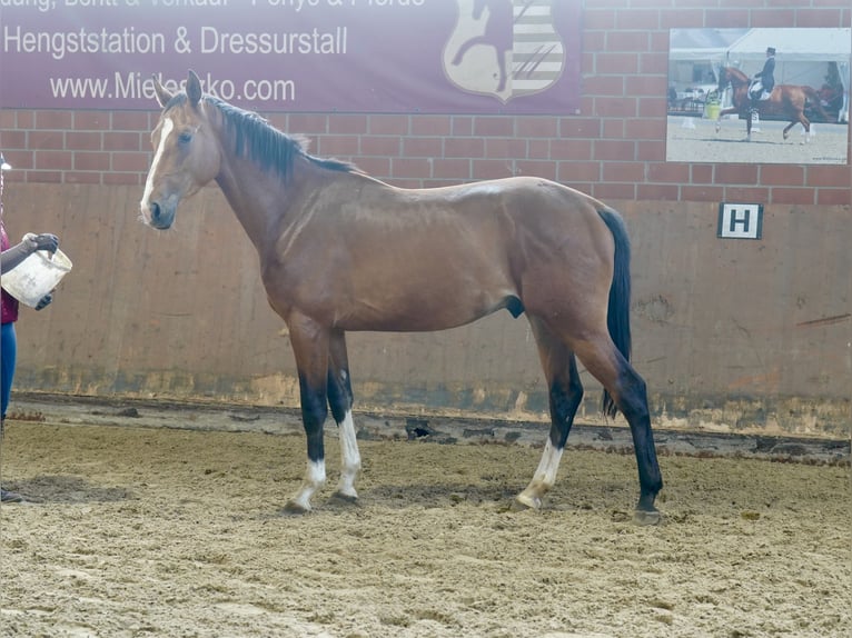 Niemiecki koń wierzchowy Ogier 2 lat 167 cm Gniada in Paderborn