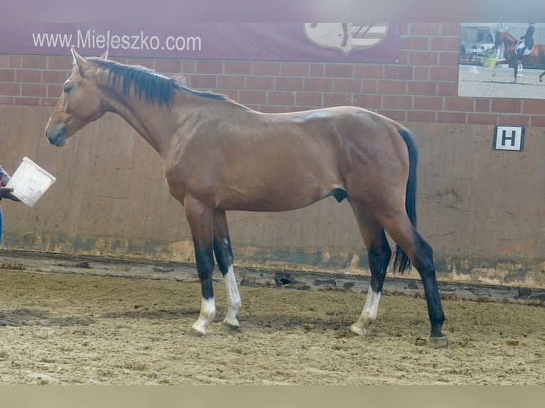 Niemiecki koń wierzchowy Ogier 2 lat 167 cm Gniada in Paderborn