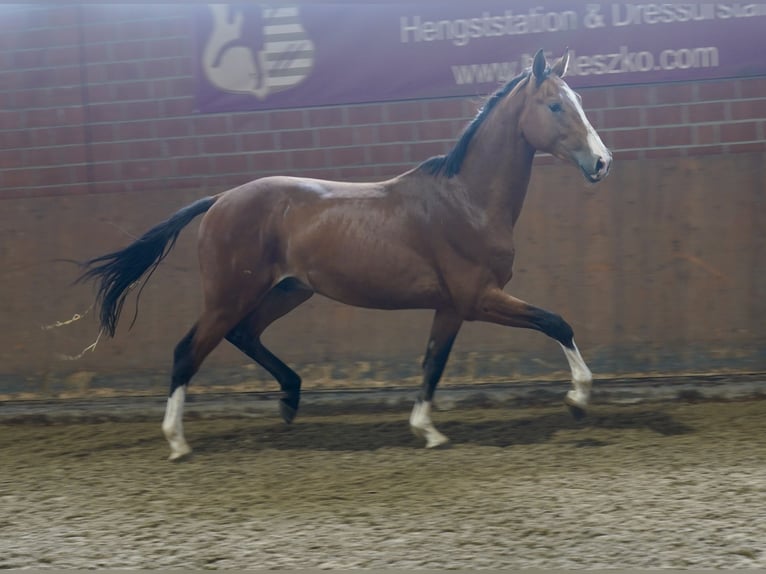 Niemiecki koń wierzchowy Ogier 2 lat 167 cm Gniada in Paderborn