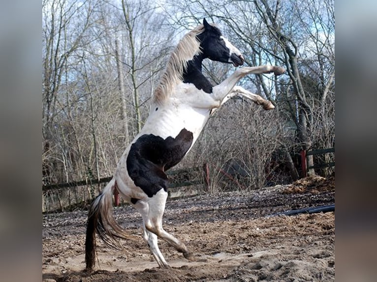 Niemiecki koń wierzchowy Ogier 4 lat 171 cm Tobiano wszelkich maści in Ennigerloh