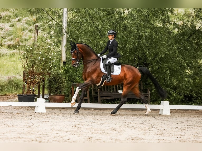 Niemiecki koń wierzchowy Ogier 8 lat 168 cm Gniada in Düsseldorf Niemiecki koń wierzchowy Ogier 8 lat 168 cm Gniada in Düsseldorf