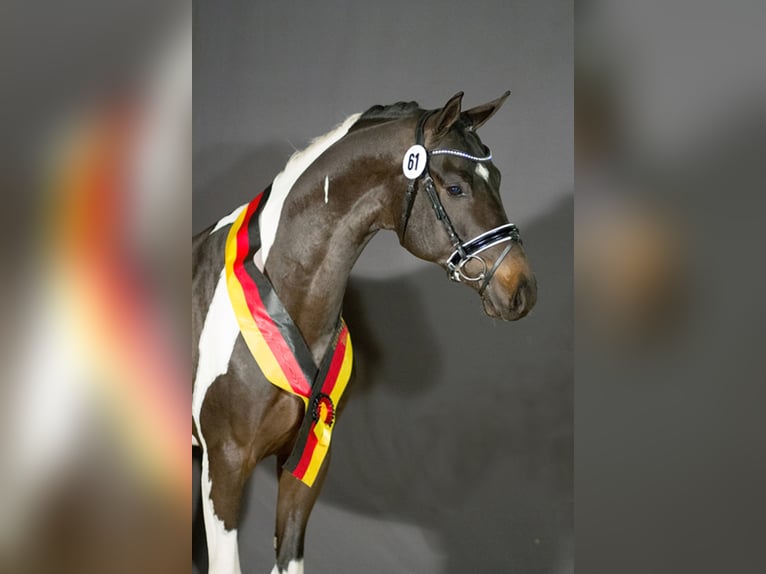 Niemiecki koń wierzchowy Ogier Srokata in Etgersleben