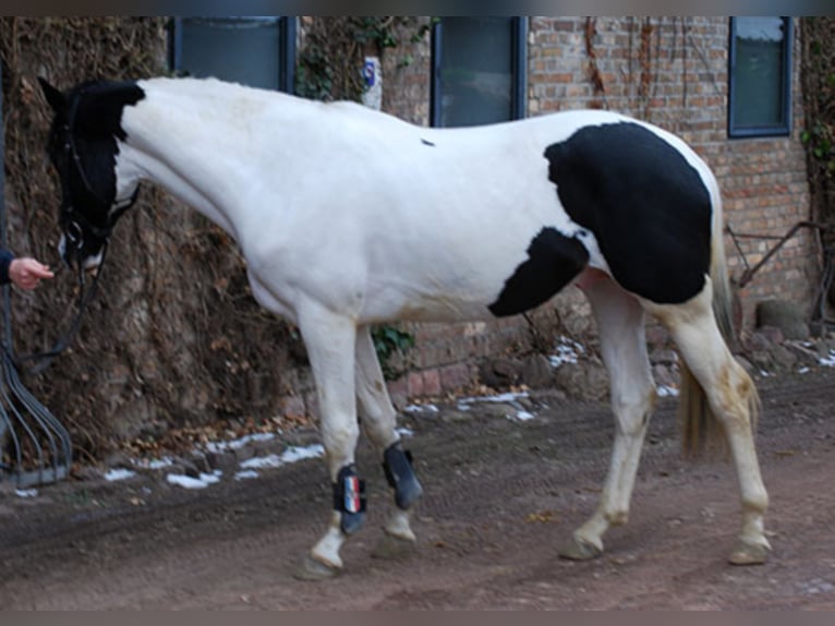 Niemiecki koń wierzchowy Ogier Srokata in Etgersleben
