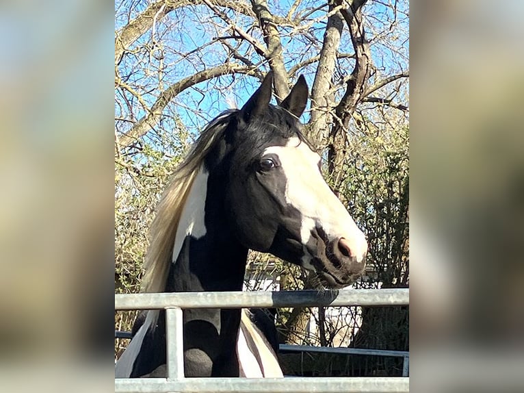 Niemiecki koń wierzchowy Ogier Tobiano wszelkich maści in Etgersleben