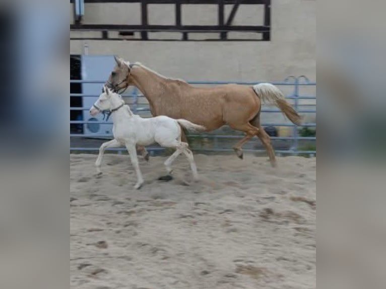 Niemiecki koń wierzchowy Ogier Źrebak (04/2026) 168 cm Cremello in Naundorf