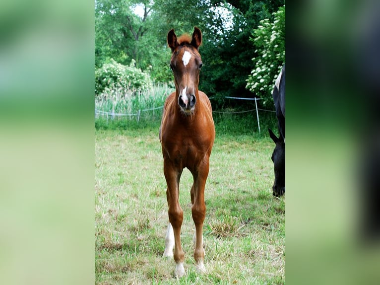 Niemiecki koń wierzchowy Ogier Źrebak (01/2026) 169 cm Ciemnokasztanowata in Westeregeln