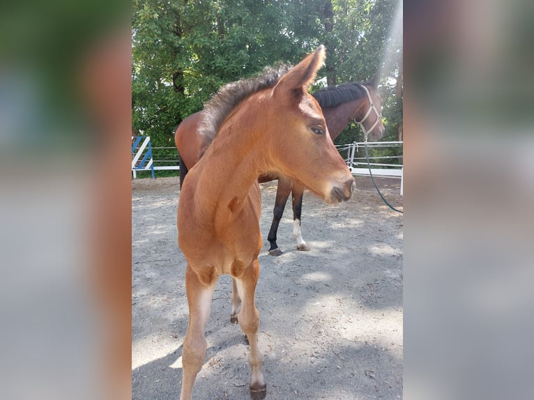 Niemiecki koń wierzchowy Ogier Źrebak (05/2026) 169 cm Gniada in Naila