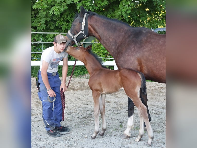 Niemiecki koń wierzchowy Ogier Źrebak (05/2026) 169 cm Gniada in Naila