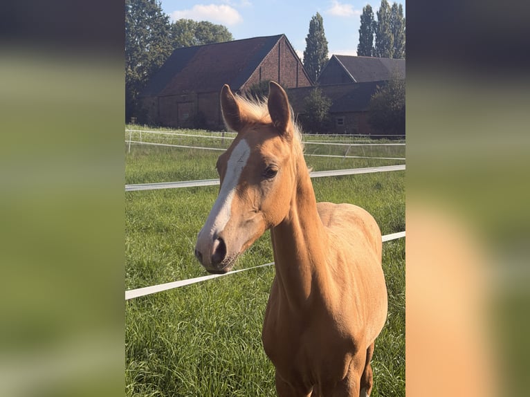Niemiecki koń wierzchowy Ogier Źrebak (06/2026) Izabelowata in Recklinghausen