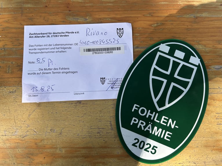 Niemiecki koń wierzchowy Ogier Źrebak (05/2025) Jelenia in Krefeld