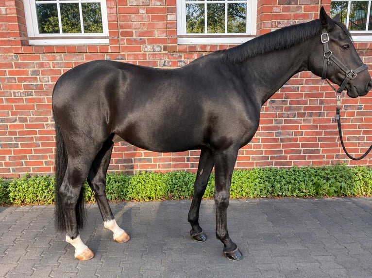 Niemiecki koń wierzchowy Wałach 10 lat 157 cm Ciemnogniada in Düsseldorf