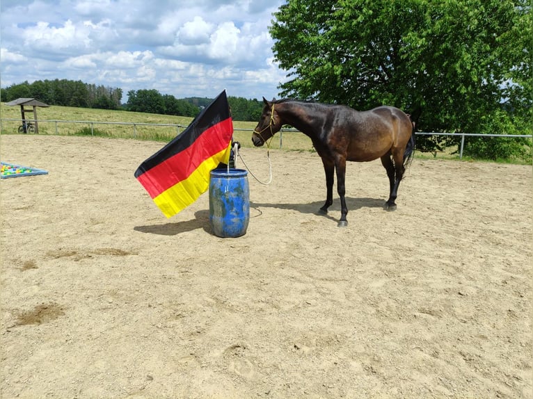 Niemiecki koń wierzchowy Wałach 10 lat 170 cm Gniada in Oberhaching