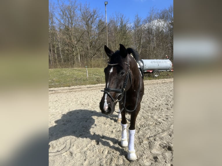 Niemiecki koń wierzchowy Wałach 10 lat 175 cm Skarogniada in Olfen