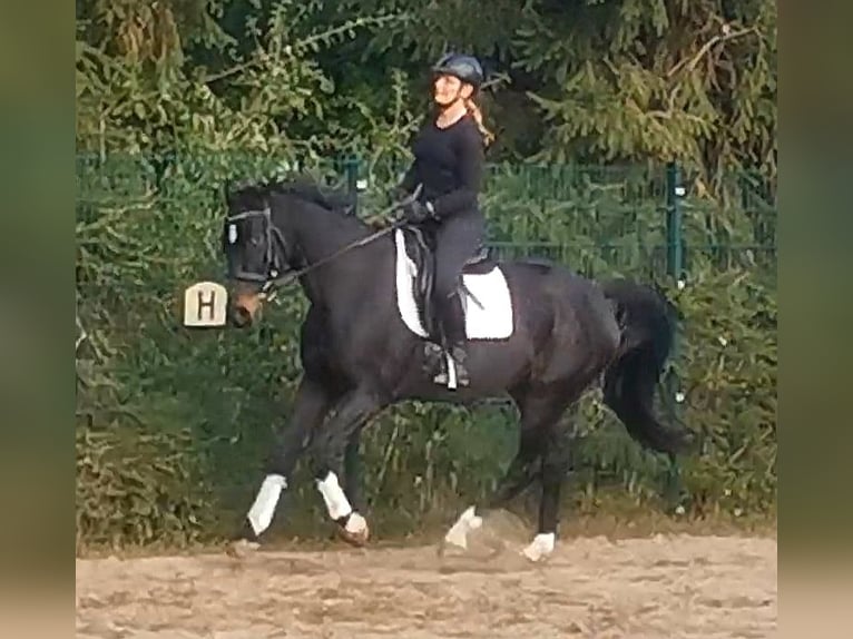 Niemiecki koń wierzchowy Wałach 11 lat 165 cm Skarogniada in Zörbig