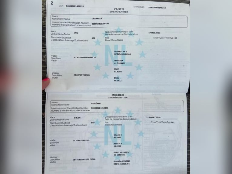 Niemiecki koń wierzchowy Wałach 11 lat 180 cm Kara in Feldkirchen-Westerham