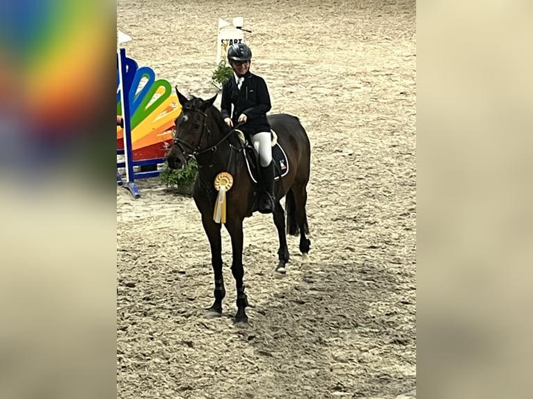 Niemiecki koń wierzchowy Wałach 15 lat 160 cm Ciemnogniada in Erkelenz