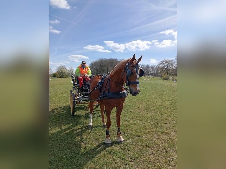 Niemiecki koń wierzchowy Wałach 15 lat 174 cm Kasztanowata in Horn-Bad Meinberg
