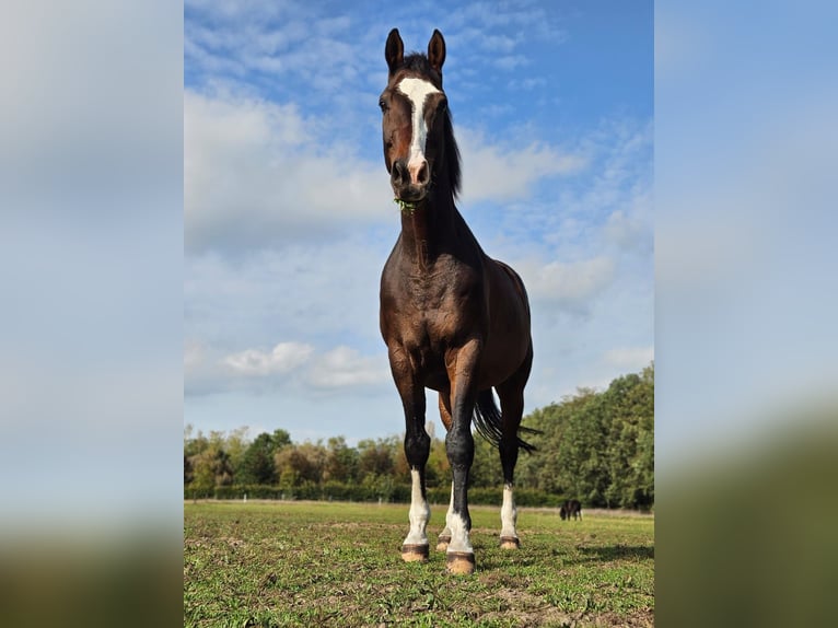 Niemiecki koń wierzchowy Wałach 16 lat 173 cm Gniada in Bocholt