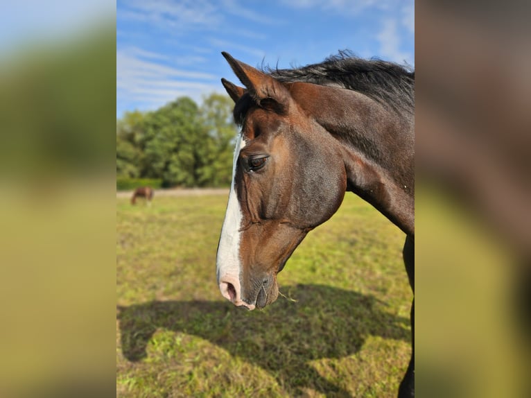 Niemiecki koń wierzchowy Wałach 16 lat 173 cm Gniada in Bocholt