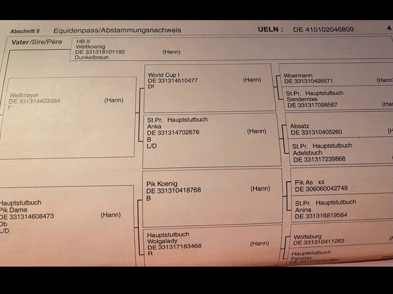 Niemiecki koń wierzchowy Mix Wałach 17 lat 168 cm Ciemnogniada in Vreden