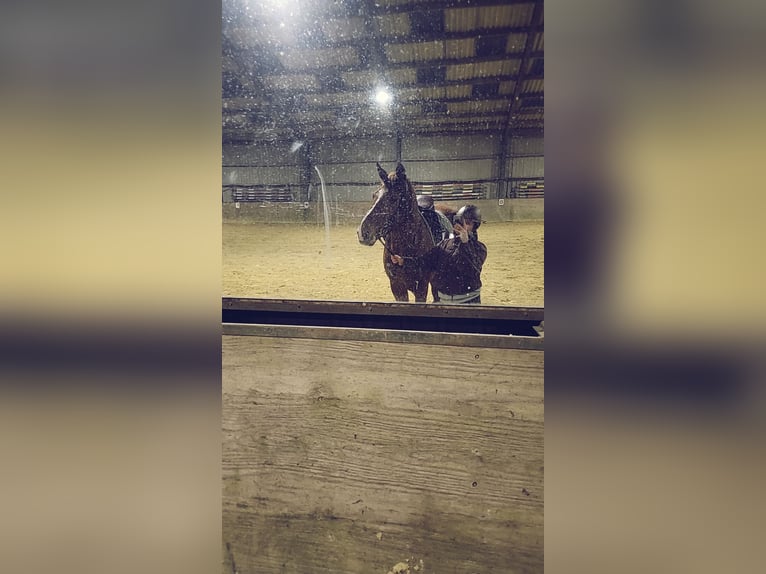 Niemiecki koń wierzchowy Wałach 17 lat 172 cm Kasztanowata in Viersen